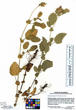Sidalcea stipularis (5988316350).jpg