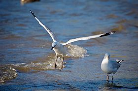 Silver Gulls Wings