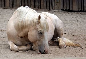 Sleeping American Cream Draft Horse