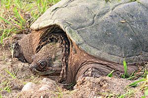 Snapping turtle 2 md