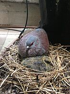 Speckled Pigeon (Columba guinea) & chick