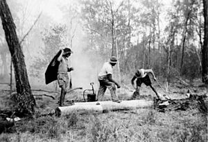 StateLibQld 2 136158 Firefighting in the Goovigen district, Queensland, 1952