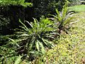 Sword Fern 9460