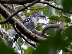 Thamnophilus punctatus - Northern Slaty Antshrike (male), Presidente Figueiredo, Amazonas, Brazil.jpg