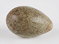 The Childrens Museum of Indianapolis - American crow egg