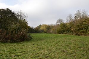 Tilwick Meadow 7
