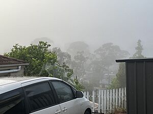 Trees in Hornsby Heights