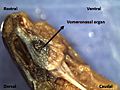 VO of garter snake sagittal section
