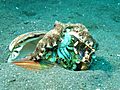 Veined Octopus - Amphioctopus Marginatus eating a Crab