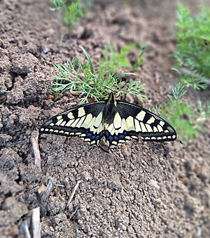 Vidlochvost feniklový (Papilio machaon) na mladom kôpri