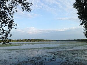 View of Lake Itasca, MN, July 2015