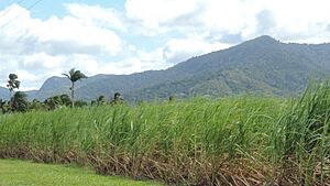 View of sugarcane growing, Walker Road, Yorkeys Knob, 2018 01