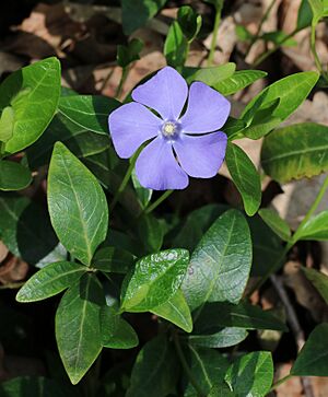 Vinca minor 2016 G1