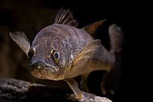 Walleye (Sander vitreus) - 51780343419 (cropped)