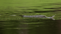 Western Rat Snake