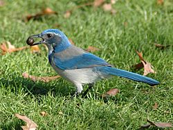 Western Scrub Jay holding an Acorn at Waterfront Park in Portland, OR