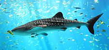 Whale shark Georgia aquarium