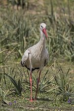 White stork (Ciconia ciconia) standing.jpg