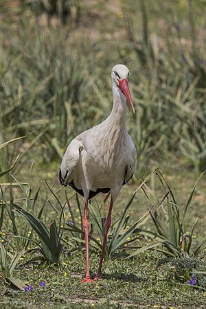White stork (Ciconia ciconia) standing