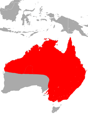 Yellow-Bellied Pouched Bat area.png