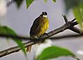 Yellow-eared Bulbul