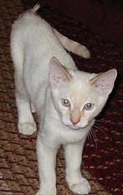 Young male flame point Siamese