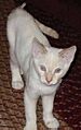 Young male flame point Siamese