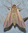 -10434 – Dargida rubripennis – Pink Streak Moth (20652267062).jpg