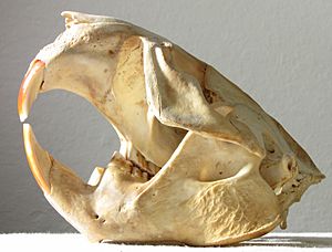 2011.12.17 Beaver skull from SF Bay shore, CA 028 c