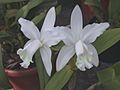 A and B Larsen orchids - Cattleya Little AngelDSCN3349
