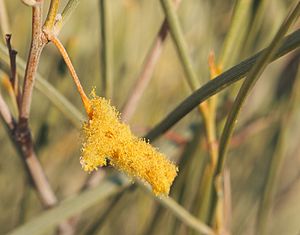 Acacia ramulosa flower