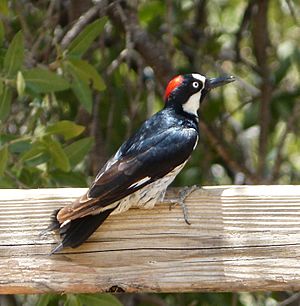 Acorn woodpecker, Arizona, 2013