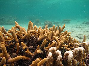 Acropora aspera.JPG