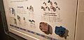 Amulets at the Denver Museum
