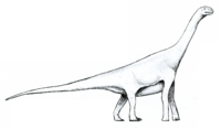 Amygdalodon LM.png