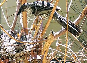 Anthochaera chrysoptera feeding nestlings