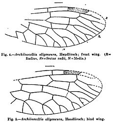Archiinocellia oligoneura Handlirsch 1910