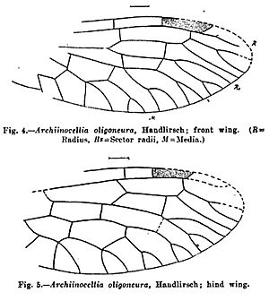 Archiinocellia oligoneura Handlirsch 1910
