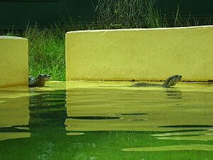 Asian small otter wpz 2006