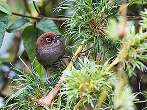 Asthenes palpebralis - Eye-ringed Thistletail (cropped).jpg