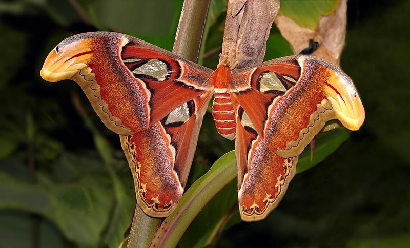 Attacus atlas London Zoo 01118-2