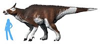 Augustynolophus NT.jpg