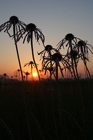 BS pale purple conflower at sunrise 6 Golden Prairie 6-2011