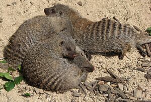 Banded mongoose arp