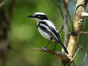 Batis soror, mannetjie, Panda, Birding Weto, a.jpg