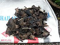Bats for eating in Laos