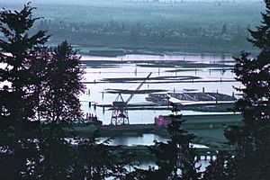 Bellingham, Washington, harbor, filled with logs, 1972