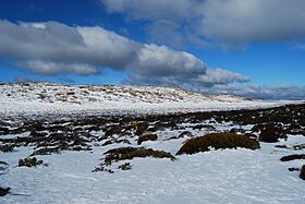 Ben Lomond snow fields.JPG