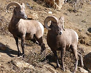 Bighorn pair