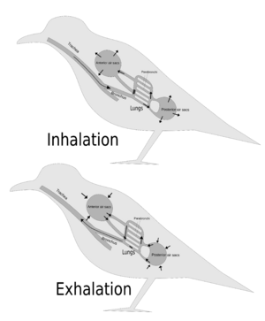 BirdRespiration